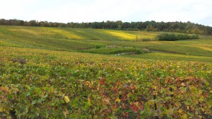 Vignoble d'Ecueil (Marne) en automne