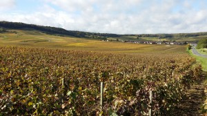Vignoble de la Montagne de Reims