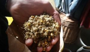 Fleur de camomille pour le traitement à base de tisane